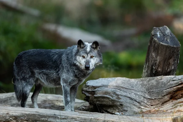 Retrato Lobo Negro Floresta — Fotografia de Stock