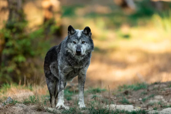 Portrait Black Wolf Forest — Stock Photo, Image