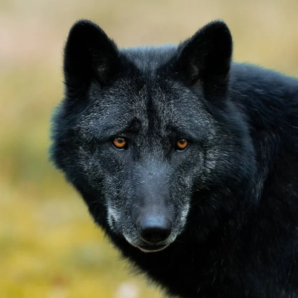 Portrait Loup Noir Dans Forêt — Photo