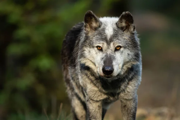 Portret Van Een Zwarte Wolf Het Bos — Stockfoto