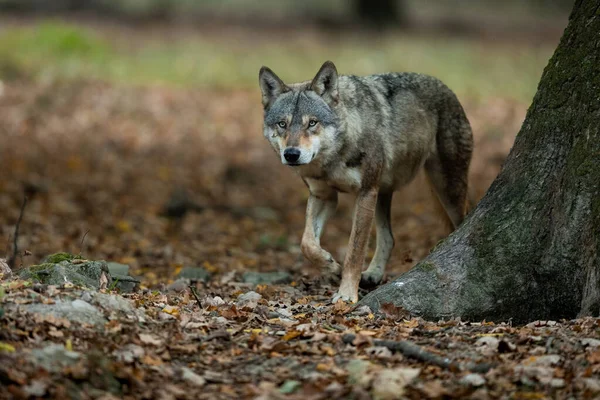 Γκρίζος Λύκος Περπατά Στο Δάσος — Φωτογραφία Αρχείου