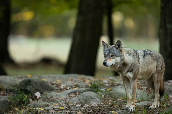 Portrait Grey Wolf Forest — Stock Photo, Image