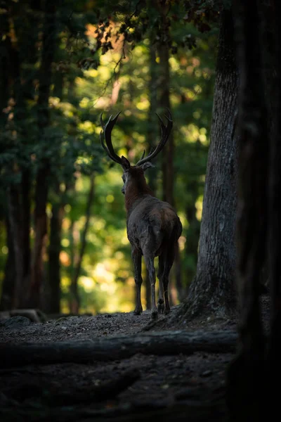 ルート中に森の中の赤い鹿 — ストック写真