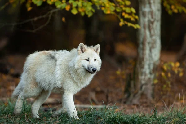 Witte Wolf Het Bos Stockafbeelding
