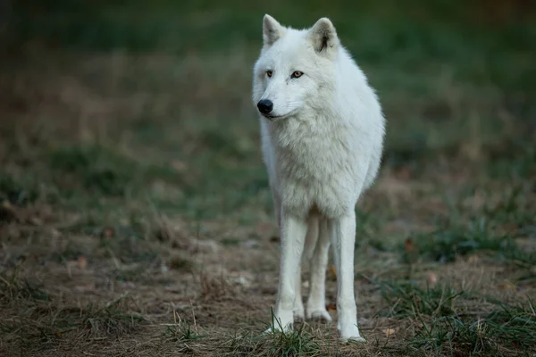 Portret Van Een Witte Wolf Het Bos Stockfoto