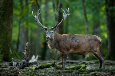Tekdüzelik sırasında ormanda kızıl geyik