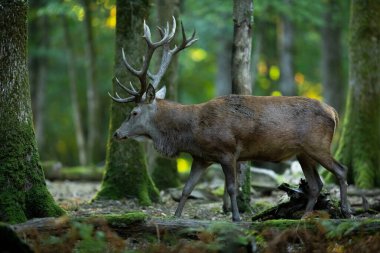 Tekdüzelik sırasında ormanda kızıl geyik