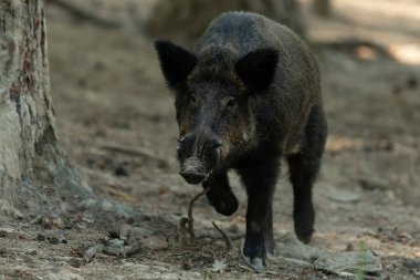 Tekdüzelik sırasında ormanda bir domuz.