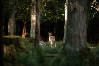 Genç Kızıl geyik tekdüzelik sırasında ormanda