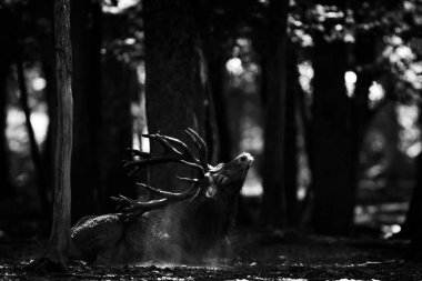 Tekdüzelik sırasında ormanda kızıl geyik