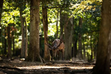 Tekdüzelik sırasında ormanda kızıl geyik