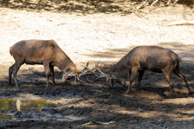 Kızıl geyik tekdüzelik sırasında ormanda savaşıyor.