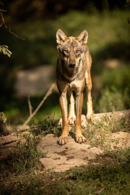 Yaz boyunca ormandaki Gri Kurt portresi