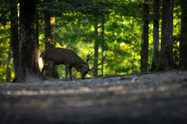 Red Deer Forest Rut — Stock Photo, Image