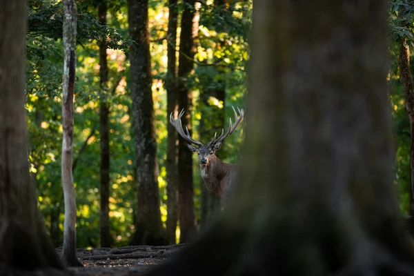 Cerf Rouge Dans Forêt Pendant Ornière — Photo