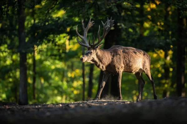 Cerf Rouge Dans Forêt Pendant Ornière — Photo