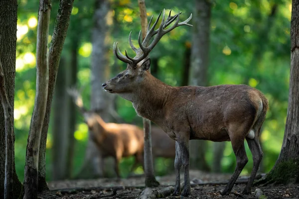 Cerf Rouge Dans Forêt Pendant Ornière — Photo