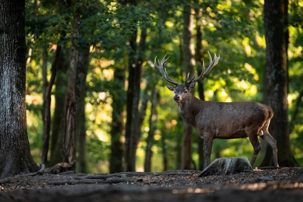 Cerf Rouge Dans Forêt Pendant Ornière — Photo