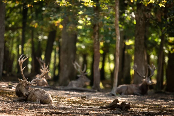 Cerf Rouge Dans Forêt Pendant Ornière — Photo