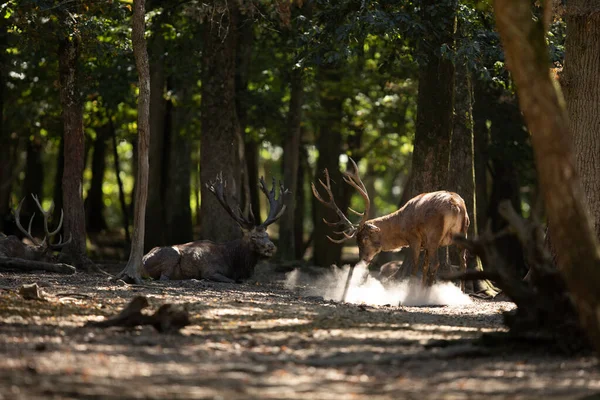 Cerf Rouge Dans Forêt Pendant Ornière — Photo