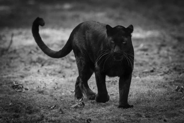 Kara Panter Ormanda Yürüyor — Stok fotoğraf