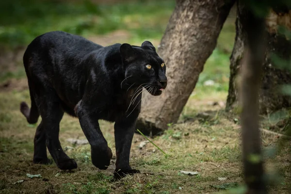 Pantera Negra Caminhando Selva — Fotografia de Stock