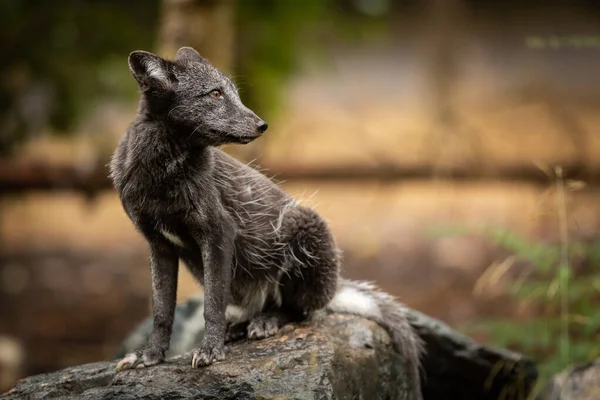 Renard Polaire Assis Dans Forêt — Photo