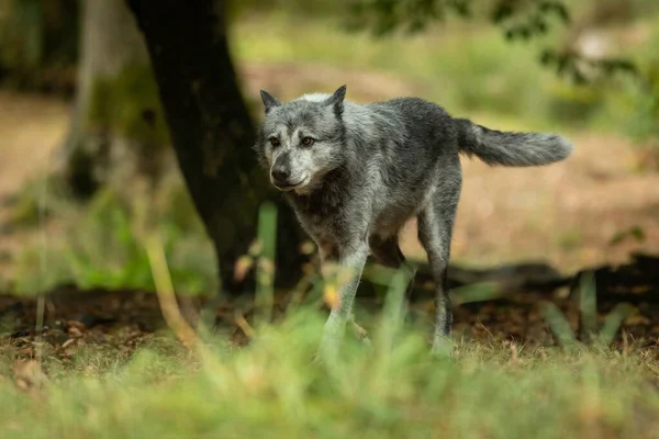 Lobo Negro Floresta — Fotografia de Stock