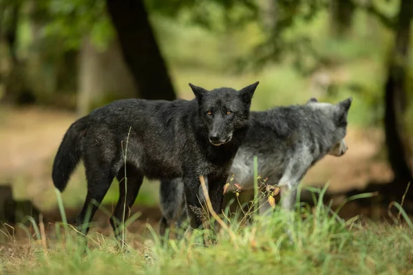 Dois Lobos Negros Floresta — Fotografia de Stock