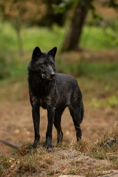 Ormandaki Siyah Kurt portresi.