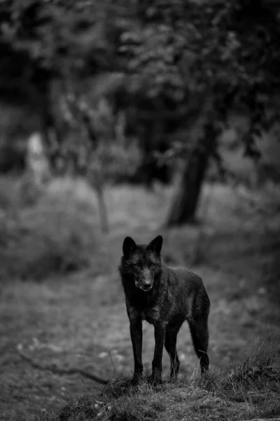 Zwarte Wolf Het Bos — Stockfoto