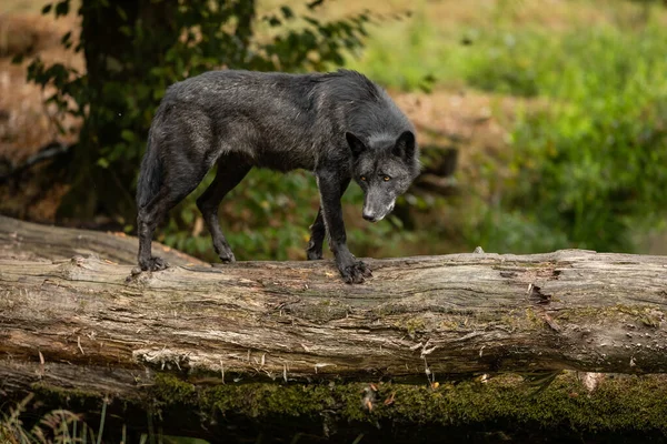 Loup Noir Dans Forêt — Photo