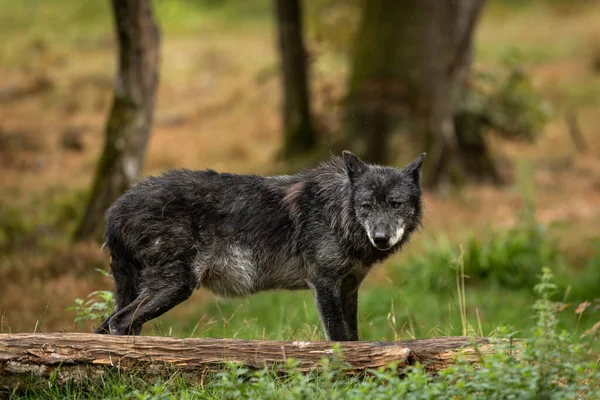 森林里的黑狼 — 图库照片