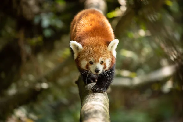 Panda Rouge Marchant Sur Arbre Dans Forêt — Photo