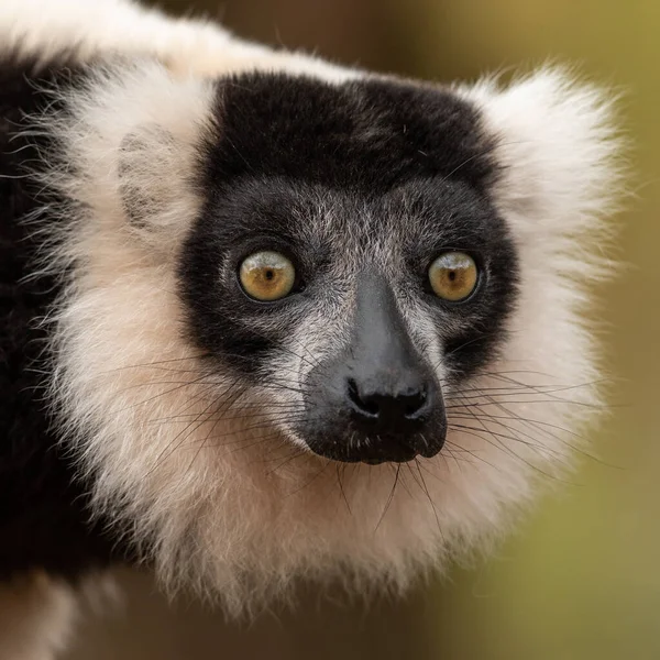 Portrait of a lemur in the forest