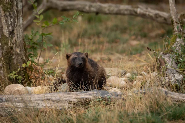 Cara Cara Com Wolverine Floresta — Fotografia de Stock