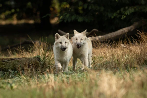 Deux Loups Blancs Qui Courent Dans Forêt — Photo