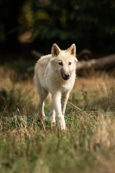 Retrato Lobo Branco Floresta — Fotografia de Stock