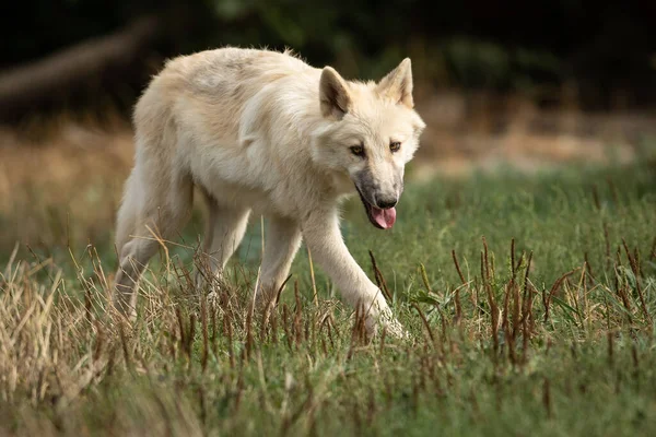 Portret Van Een Witte Wolf Het Bos — Stockfoto