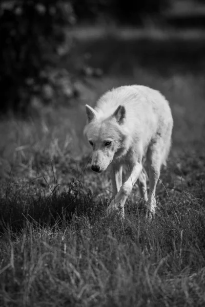 Weißer Wolf Wald — Stockfoto