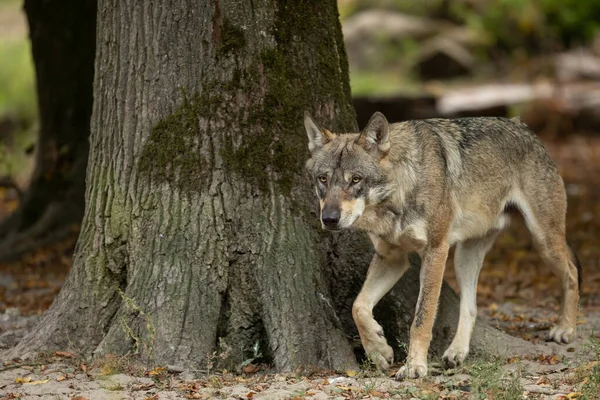 Lobo Gris Caminando Bosque — Foto de Stock