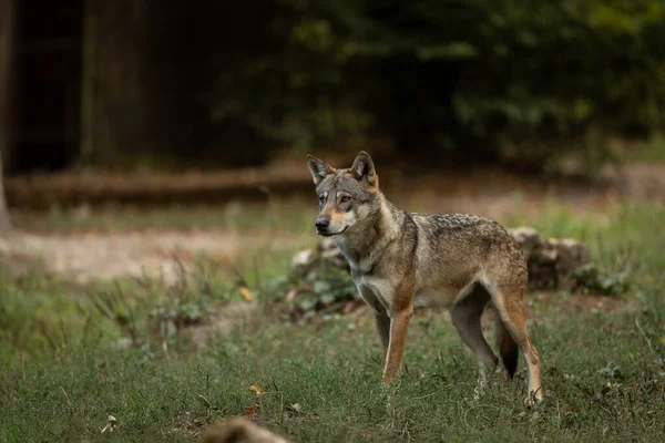 Lobo Gris Bosque Durante Verano — Foto de Stock