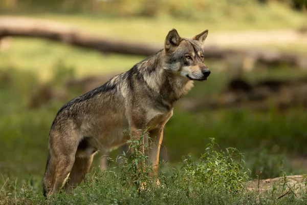 夏の間の森の中の灰色のオオカミ — ストック写真