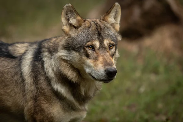 夏の森の中の灰色の狼の肖像 — ストック写真