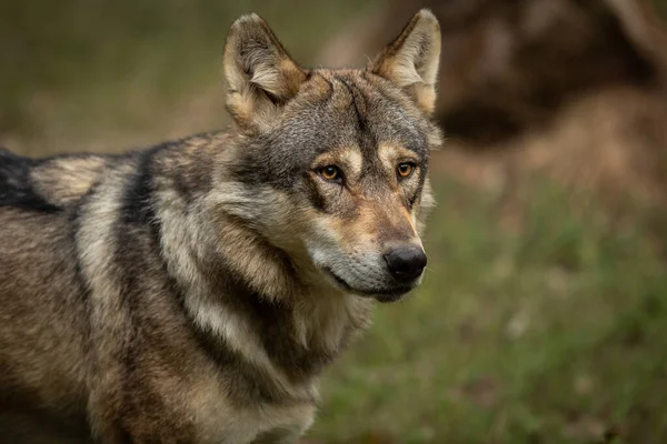 Porträt Eines Grauen Wolfes Sommer Wald — Stockfoto