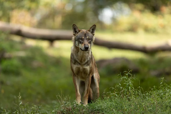 Portrét Šedého Vlka Lese Během Léta — Stock fotografie