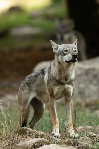 Portret Van Een Grijze Wolf Het Bos Tijdens Zomer — Stockfoto