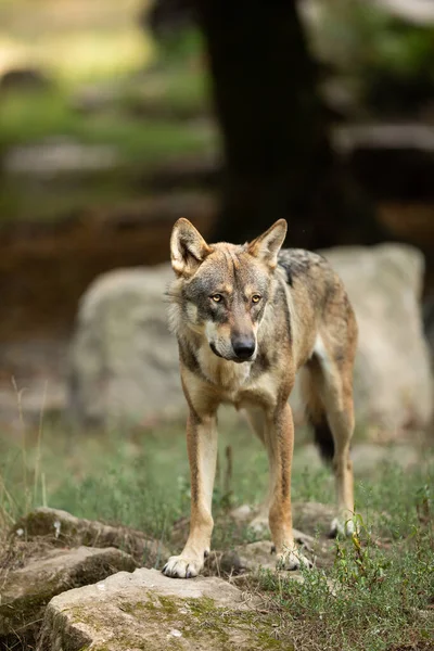 Portret Van Een Grijze Wolf Het Bos Tijdens Zomer — Stockfoto