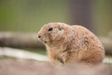 Çayır Köpeği çayırda