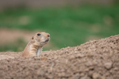 Çayır Köpeği çayırda